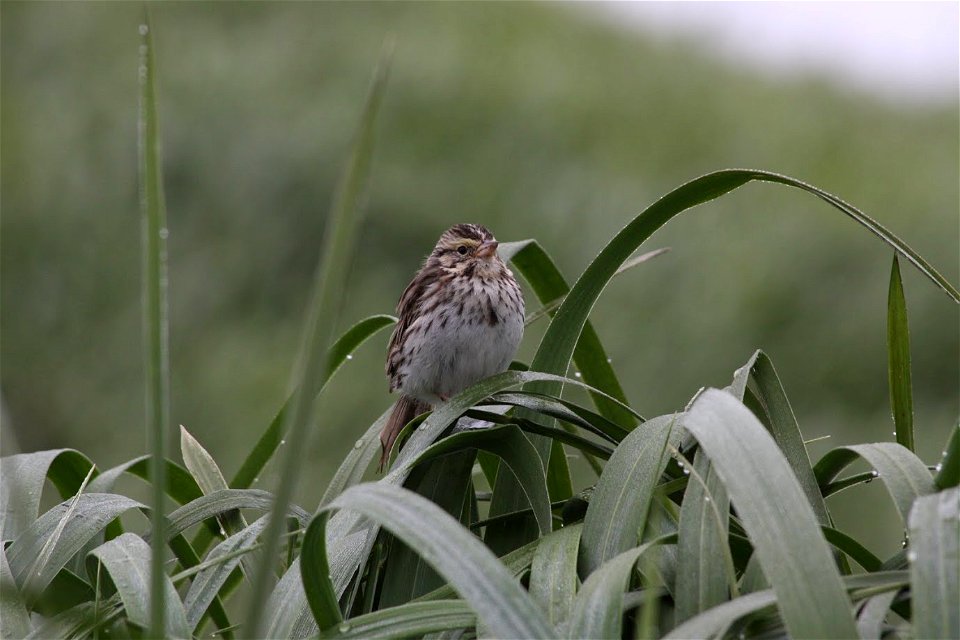 Savannah sparrow