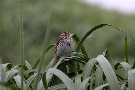 Savannah sparrow photo