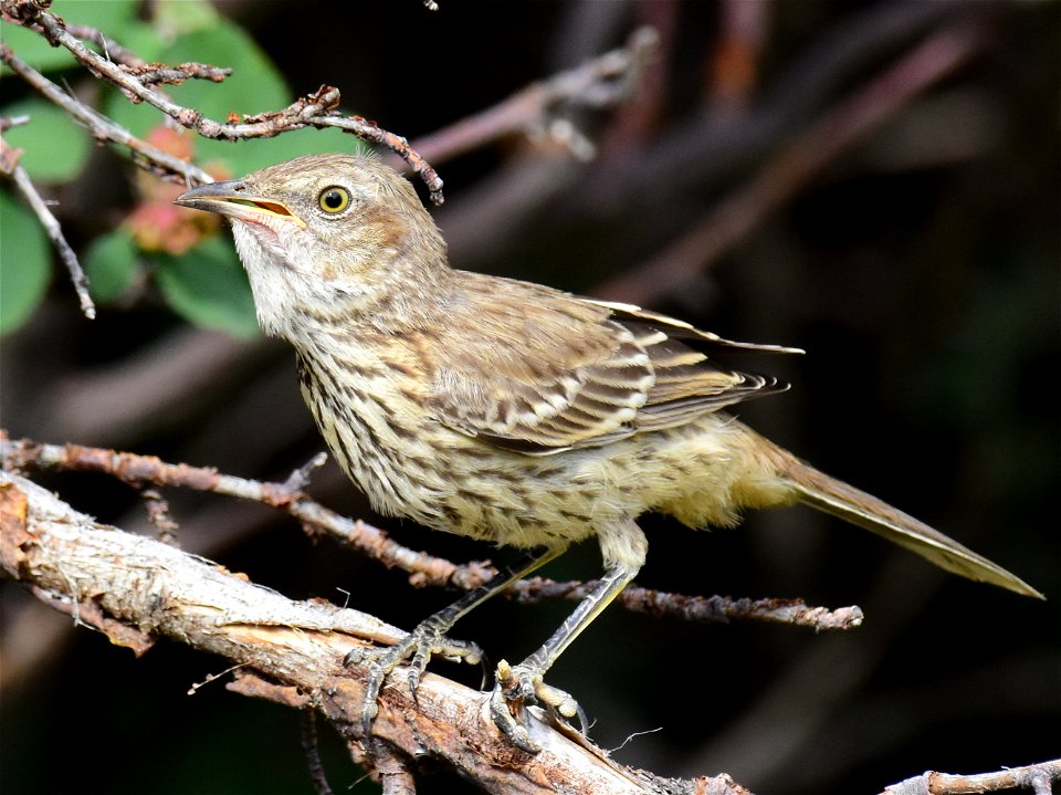 Sage thrasher at Seedskadee National Wildlife Refuge