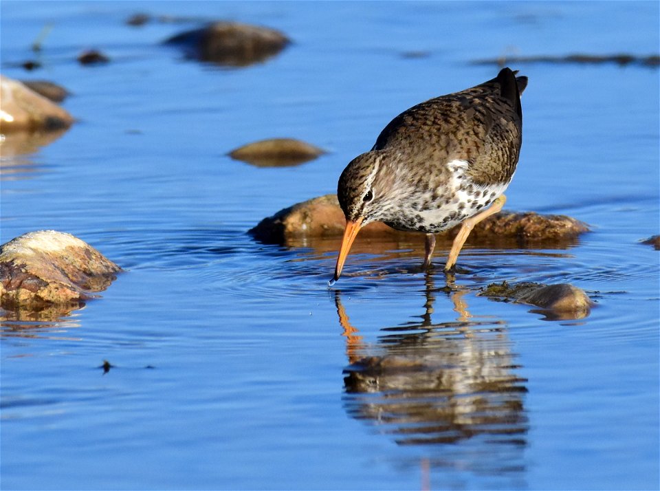 Spotted sandpiper at Seedskadee National Wildlife Refuge