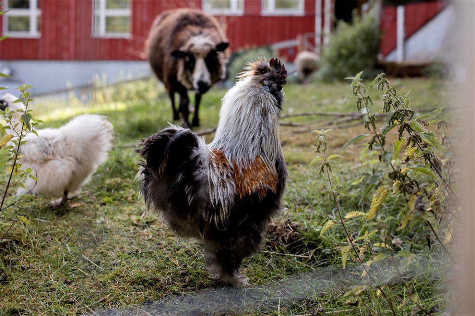 Lintupajun hevostila, Jokioinen