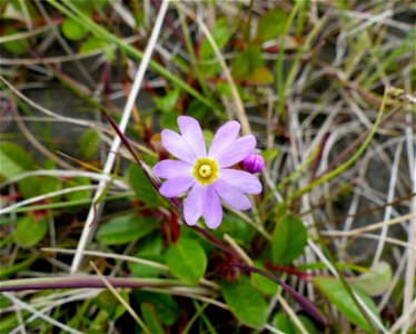 Primula