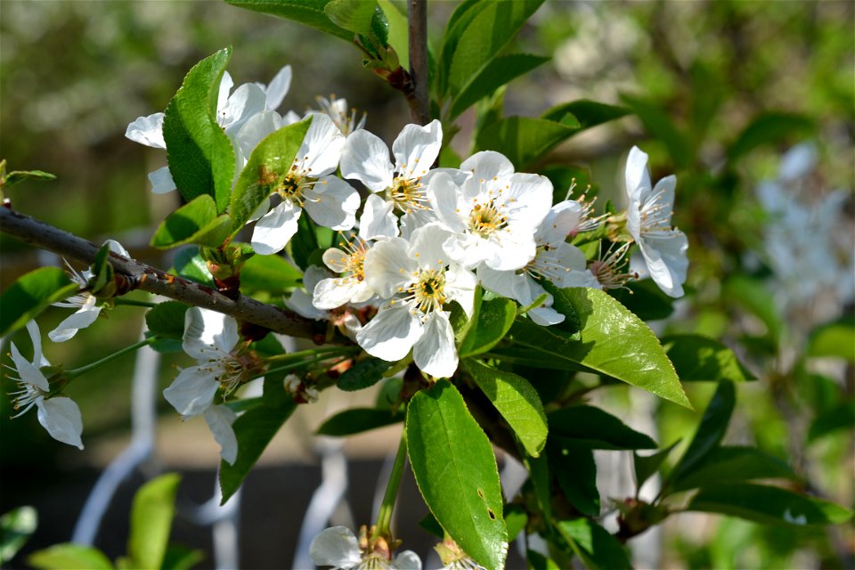 Spring ,April 2023