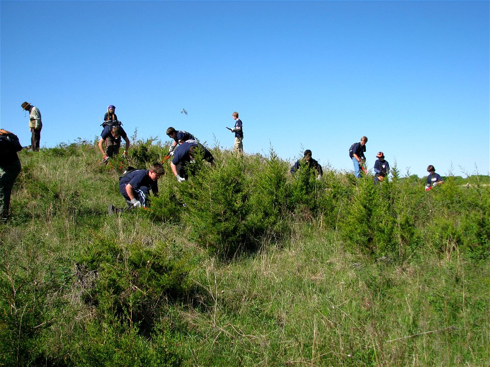 Boy Scouts removing Cedar