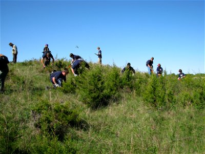 Boy Scouts removing Cedar photo