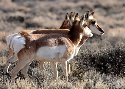 Pronghorn at Seedskadee National Wildlife Refuge