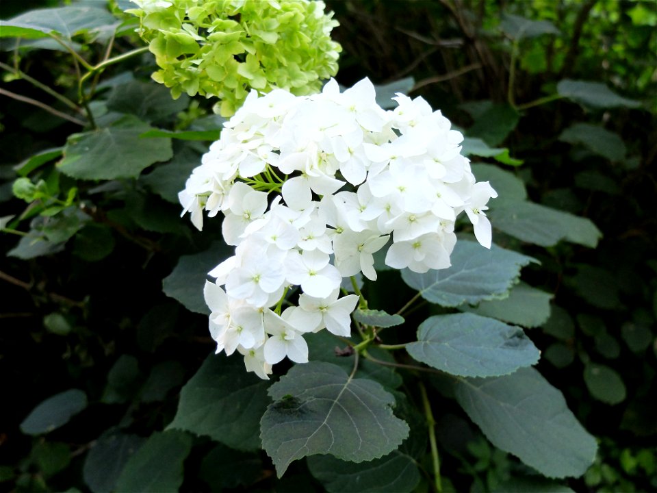 manastirea_Neamtz2015_0809_063857