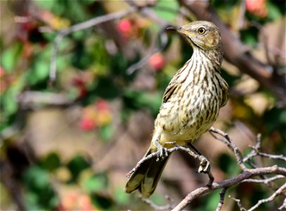 Sage thrasher at Seedskadee National Wildlife Refuge