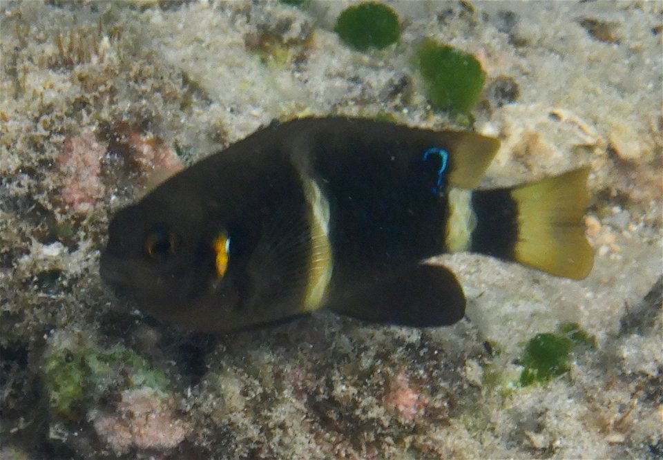 Chrysiptera brownriggii (dark) 1