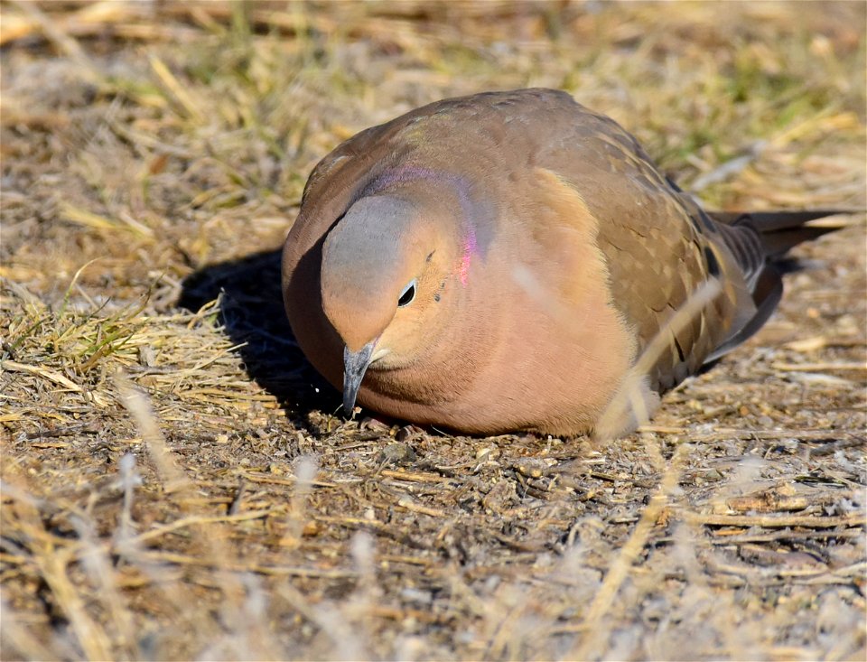 Mourning dove at Seedskadee National Wildlife Refuge