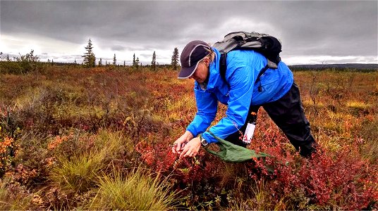 Volunteer sampling tundra vegetation at Kanuti National Wildlife Refuge photo