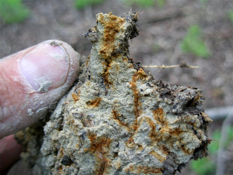 rhizospheres NWCA2011 site 2055 (1)