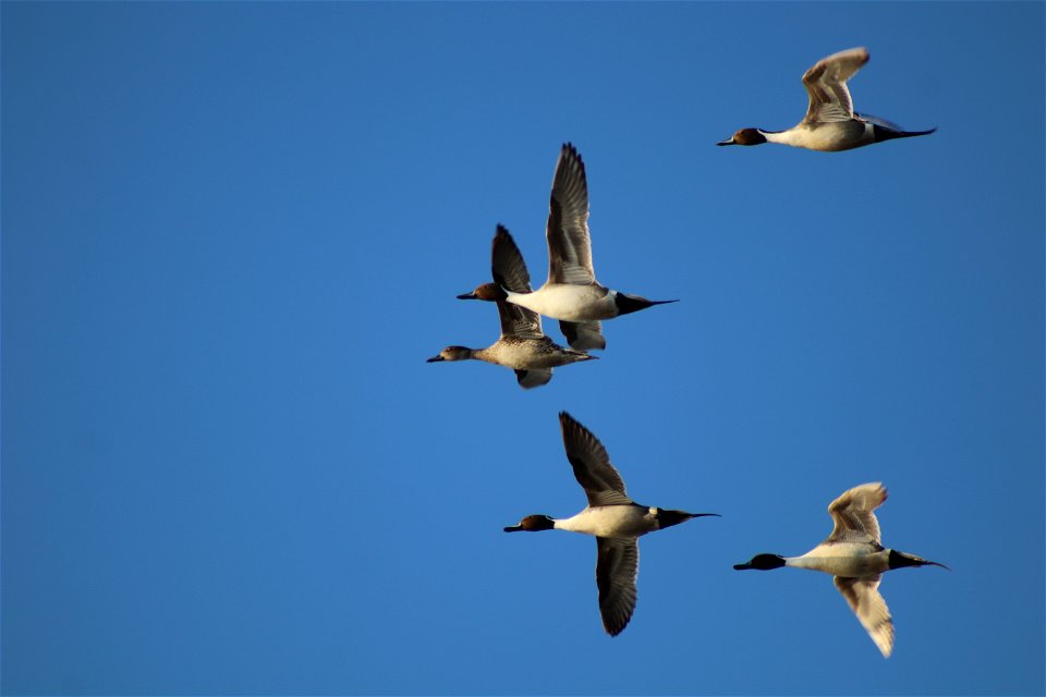 Northern Pintails in Flight Lake Andes National Wildlife Refuge South Dakota