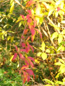 toamna2009_1120_134419