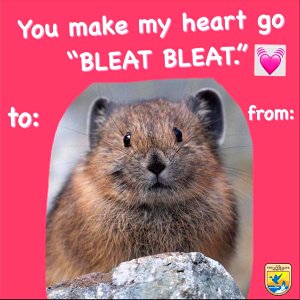 American Pika Valentine's Day Card
