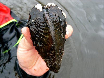 Pistolgrip Mussel (Tritogonia verrucosa) photo