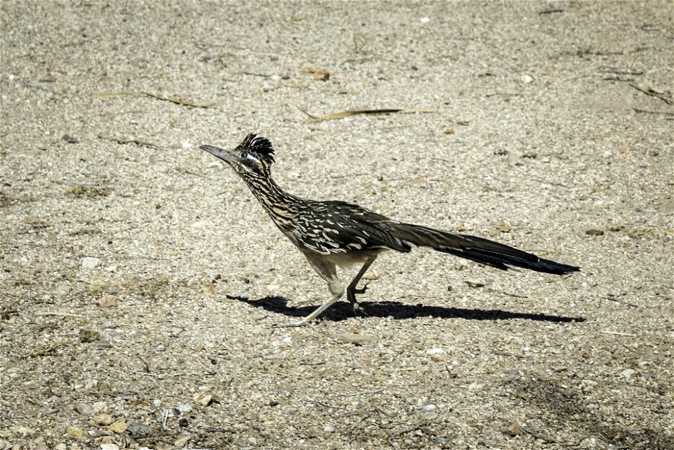 Greater roadrunner (Geococcyx californianus)