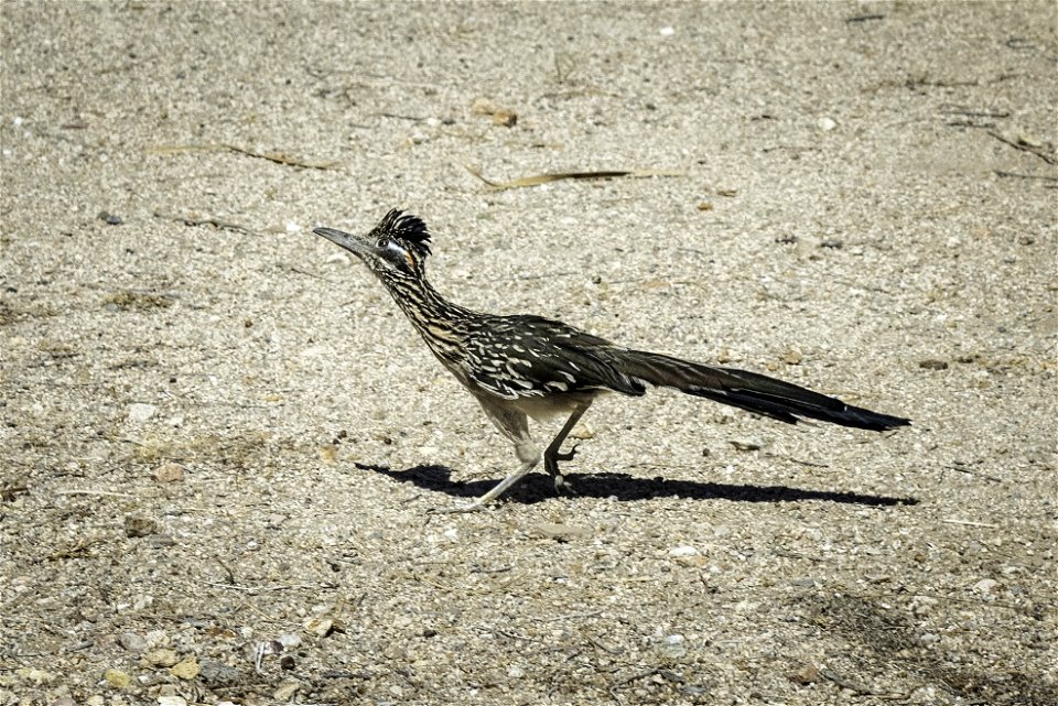 Greater roadrunner (Geococcyx californianus) photo