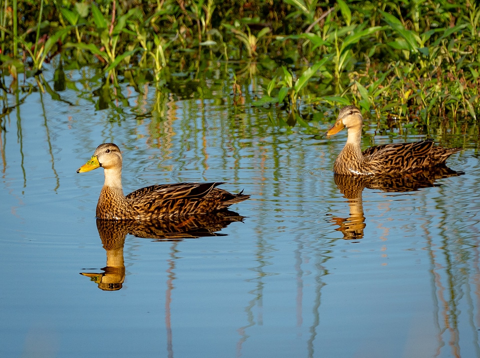 pair of mottled ducks swimming on a pond with grasses