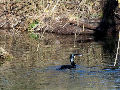 Kormoran