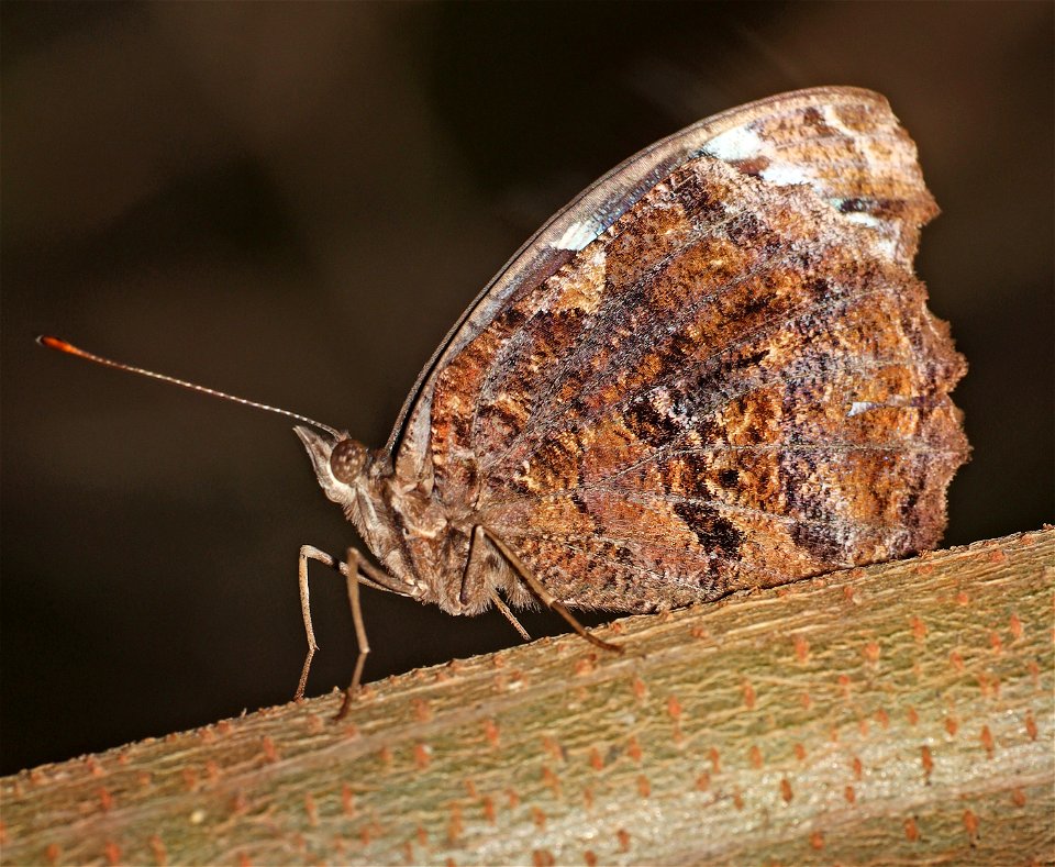 BLUEWING, MEXICAN (Mysceia ethusa) (12-03-2021) the butterfly center, hidalgo co, tx -01 (2)