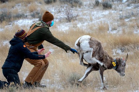 Bighorn Sheep Collaring Research photo