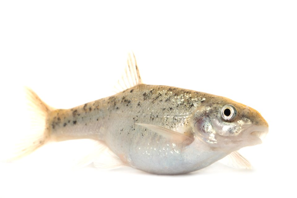 Kendall Warm Springs dace
