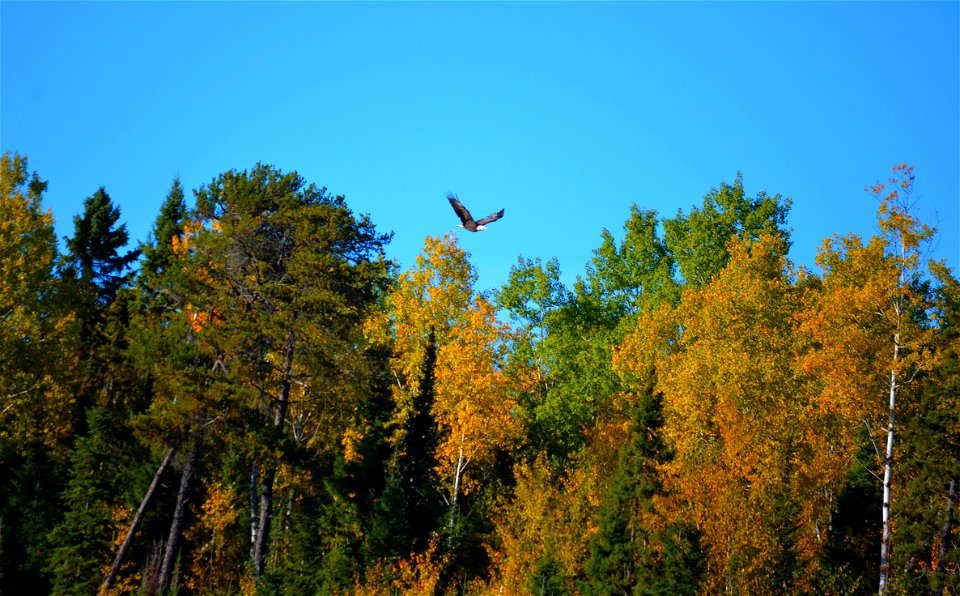 Bald eagle flight