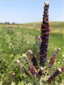 Leadplant on Remnant Native Prairie