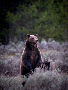 grizzly bear #399 and cub of the year emerge from hibernation on May 16, 2023 - 10 photo