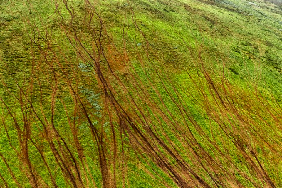 Caribou trails photo