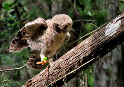 Barred Owl photo