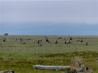 Black-bellied Plover flock