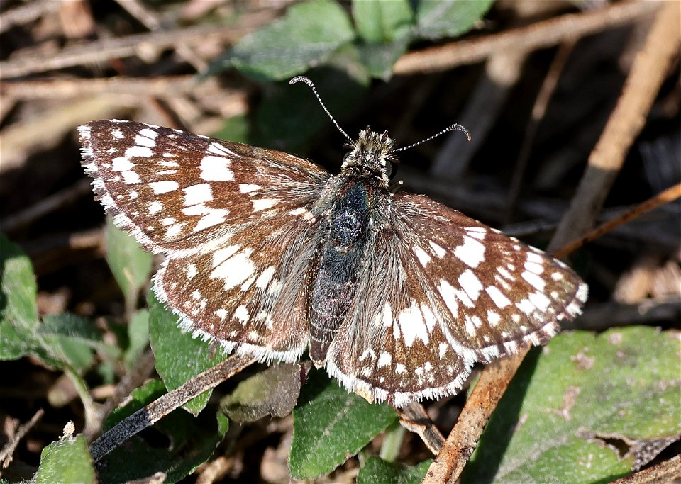 CHECKERED-SKIPPER, DESERT (Pyrgus philetas) (02-27-2023) national butterfly center, mission, hidalgo co, tx -01