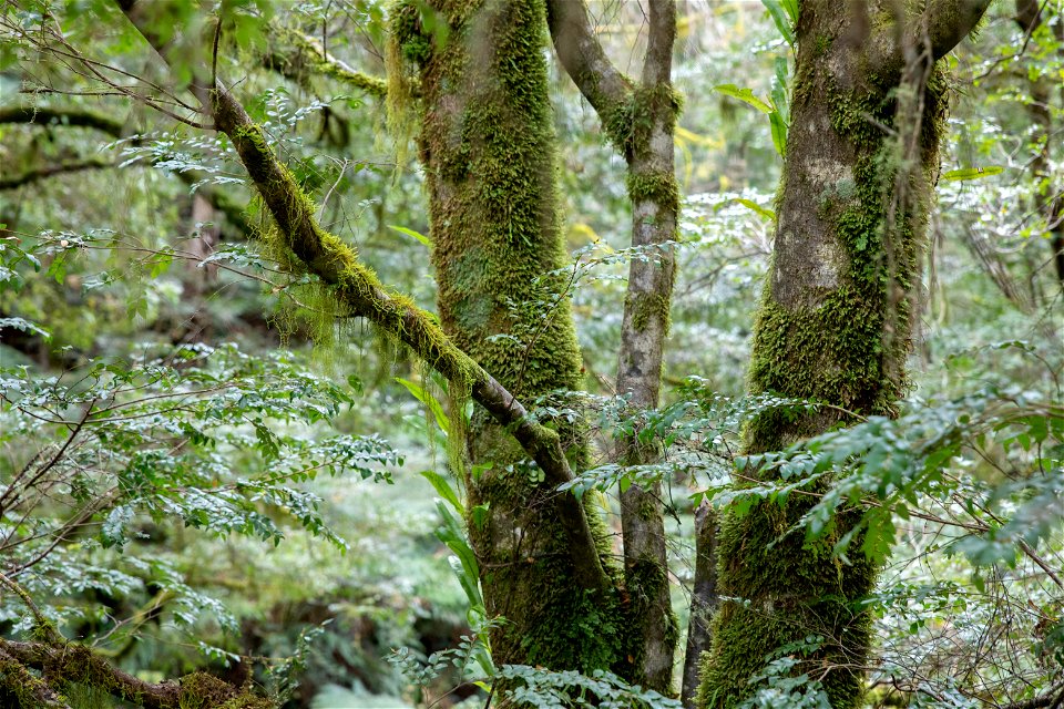Myrtle beech Tarra-Bulga National Park