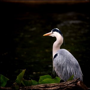 Great Blue Heron - Ardea cinerea photo