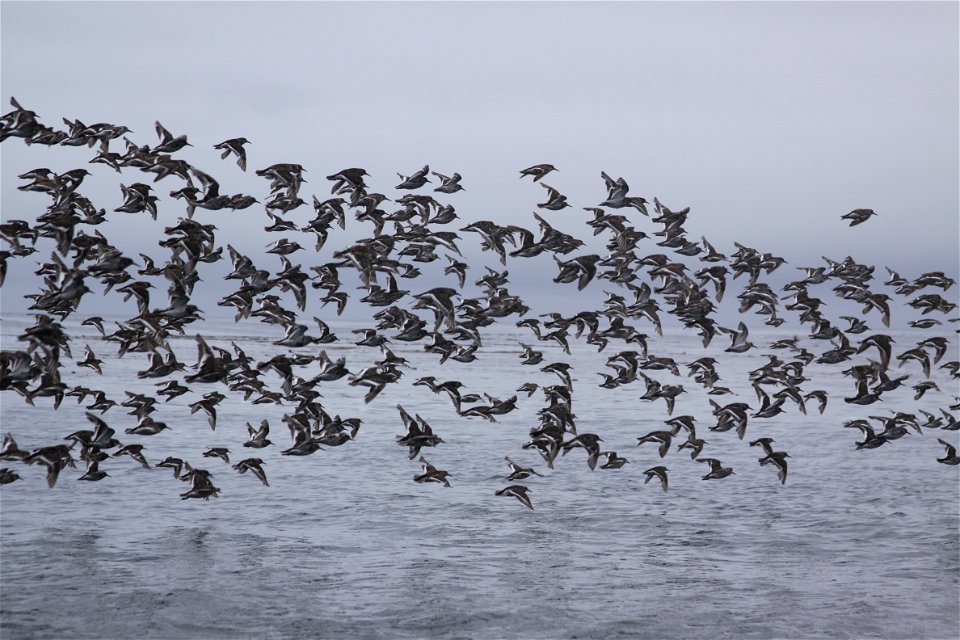 Flock of sandpipers fly over Samalga Island waters