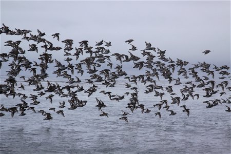 Flock of sandpipers fly over Samalga Island waters photo