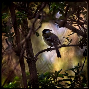 Big Tit Hiding in the Bush photo