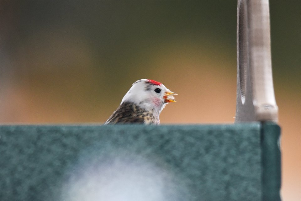 Leucistic common redpoll