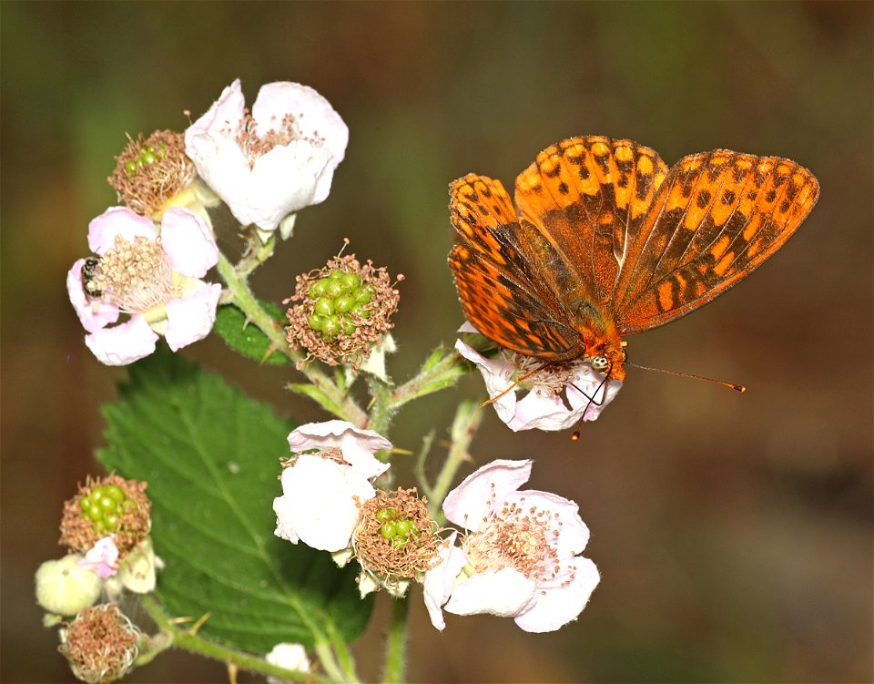 FRITILLARY, HYDASPE (Speyeria hydaspe) (07-31-2022) titlow road, humboldt co, ca -01