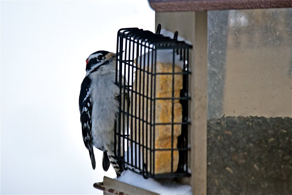 Downy woodpecker on a suet feeder photo