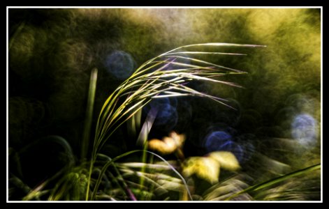 The reasons of grass