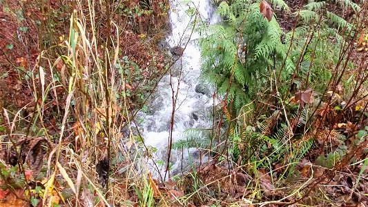 Waterfall near Suiattle River Road, Mt. Baker-Snoqualmie National Forest.  Video by Anne Vassar December 9, 2020.