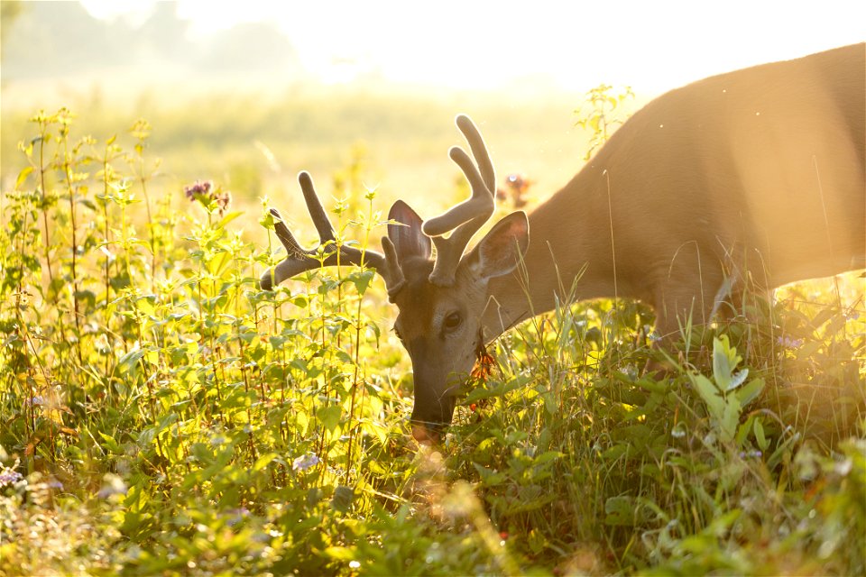 Big Meadows Sunrise: Buck in Velvet photo