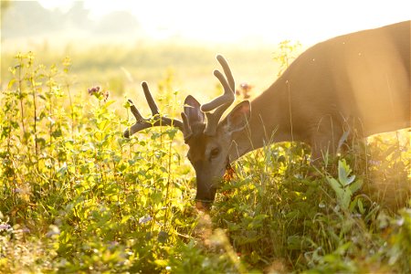 Big Meadows Sunrise: Buck in Velvet