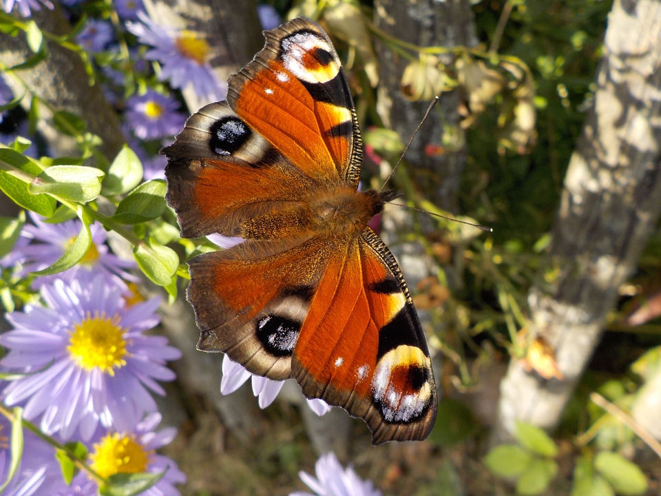 Insect close up garden flowers