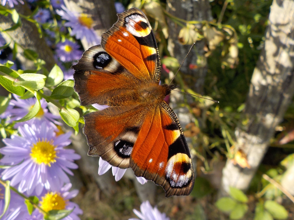 Insect close up garden flowers photo