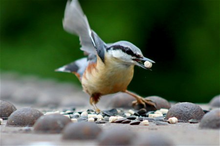 Nuthatch Taking Off
