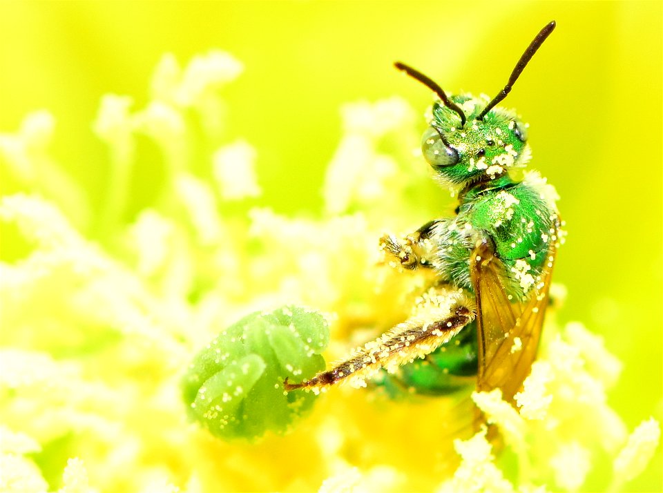 Metallic green sweatbee on prickly pear cactus at Pathfinder National Wildlife Refuge Wyoming